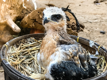 Portrait of a young falcon bird