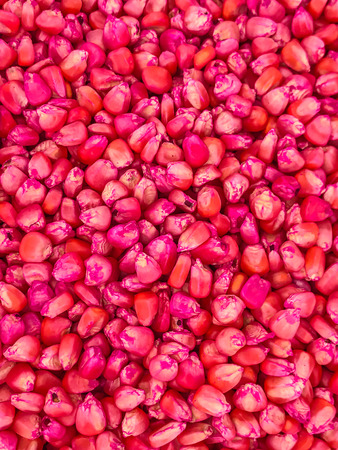 corn seed chemically treated for seedingの写真素材