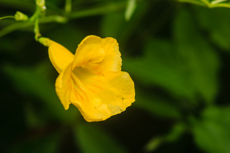 Yellow flower in the sunny garden