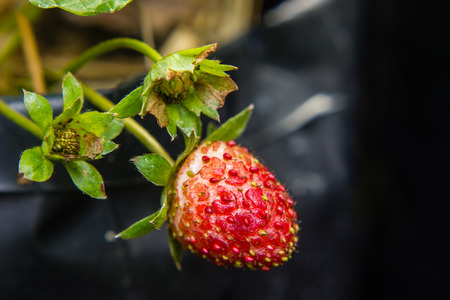 lose-up of strawberry diseased in the gardenの写真素材
