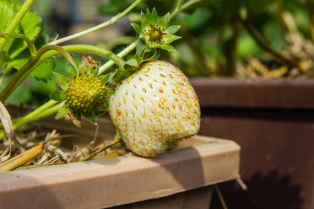 close-up of the strawberry in the gardenの写真素材