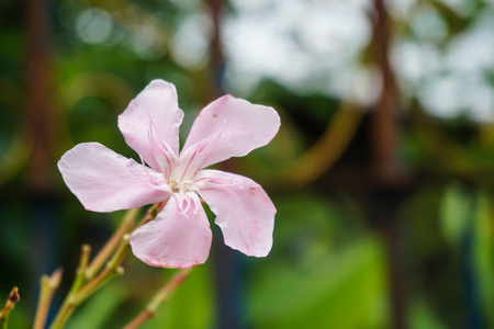 pink nerium oleander flowerの写真素材