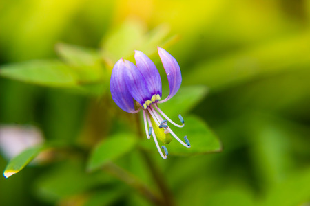 Close up of purple flower in gardenの写真素材