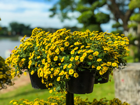 Beautiful chrysanthemum flowers are blooming in the gardenの写真素材