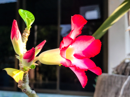 Adenium obesum, Desert Rose flower in the garden.の写真素材