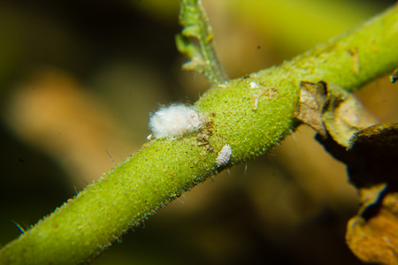 close up of coccidae on plantの写真素材