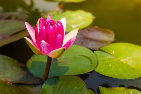 beautiful lotus flower Ellisiana or Tubtim Siam Water Lily blooming on pondの写真素材