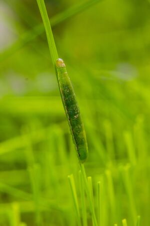 fall armyworm Spodoptera frugiperda on rice leaf. rice leaves damage by wormsの写真素材