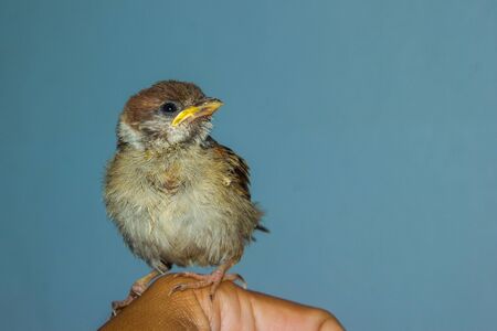 house sparrow on human hand