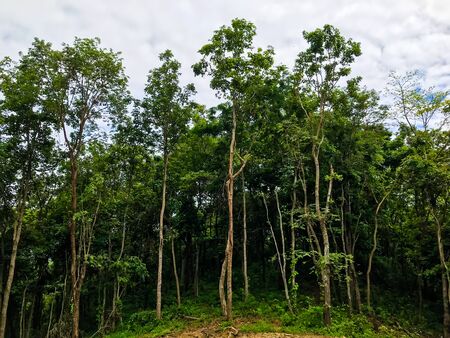 Forest landscape with trees growing at the mountain slopesの写真素材