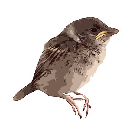 Bird hand drawn isolated illustration on white backgroundのイラスト素材