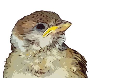 Bird hand drawn isolated illustration on white backgroundのイラスト素材