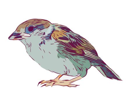 Bird hand drawn isolated illustration on white backgroundのイラスト素材
