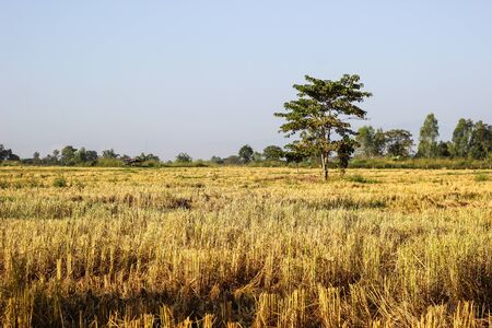 Rice straw at the paddy rice field just after harvestingの写真素材