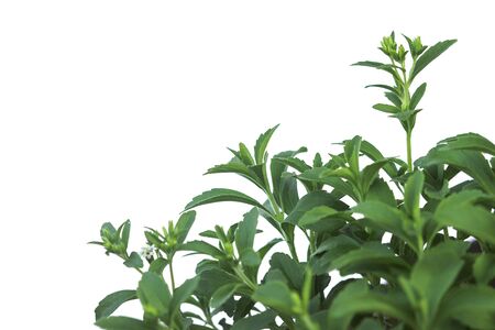 Stevia Rebaudiana plant isolated on white backgroundの写真素材