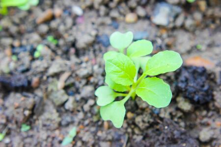 Chinese cabbage. vegetable garden cultivation and separate the early growth.の写真素材