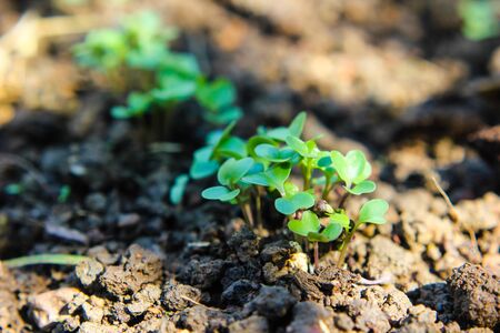 Chinese kale growing in soil. vegetable garden cultivation and separate the early growth.の写真素材