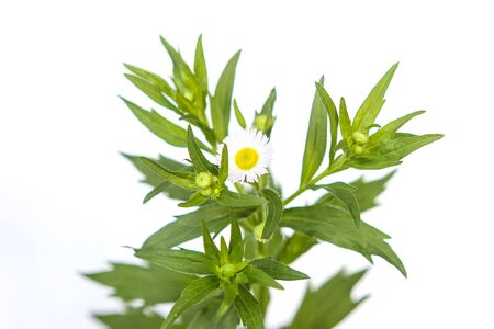 white small daisy flowers Isolated on a white backgroundの写真素材