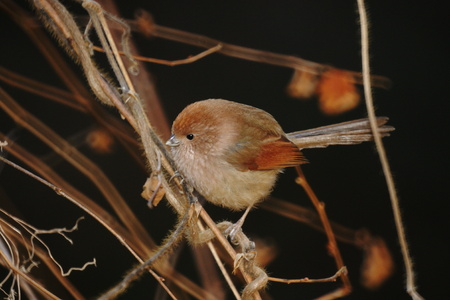 Long-tailed tit red headの写真素材