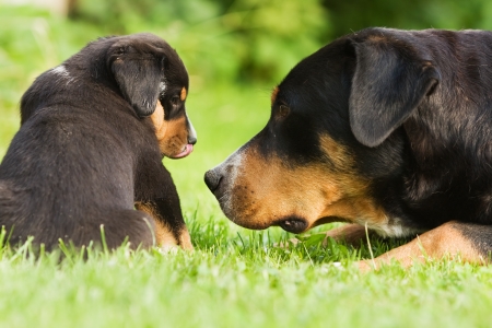 Great Swiss Mountain Dog mother with childの写真素材