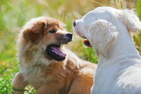 Golden Retriever and an Elo playing together