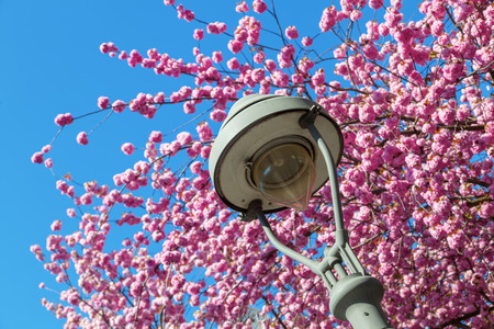 old street lamp in front of a cherry treeの写真素材