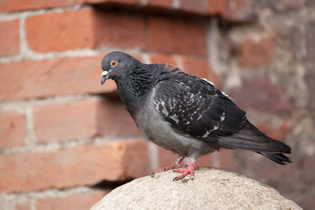 dove sitting on a stone ballの写真素材