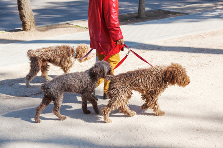 woman walking three dogs in the cityの写真素材