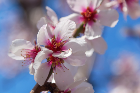 blossoms of a cherry treeの写真素材