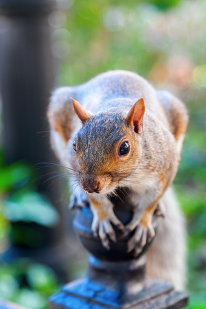cute squirrel sitting on a fencepostの写真素材