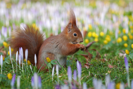 squirrel on a spring meadow with crocussesの写真素材