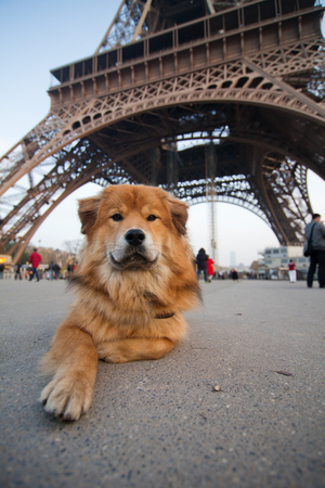 Elo dog lying in front of the Eiffel Tower in Londonの写真素材