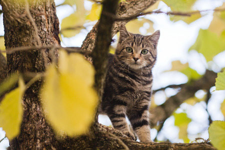 kitten in a limetreeの写真素材