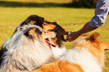 one feeding his dogs Collieの写真素材