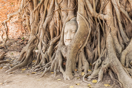 detail at the ancient ruin of the temple Wat Mahathat in Ayutthaya, Thailandの写真素材