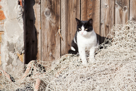 stray cat sitting on a fishing net on the Iceland Burano near Veniceの写真素材