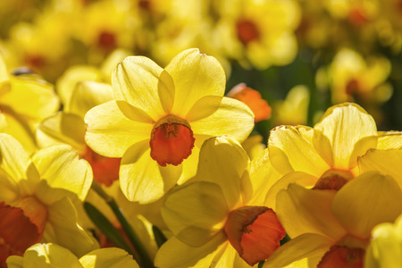bed of yellow flowering narcissusの写真素材