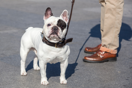 french bulldog in the cityの写真素材