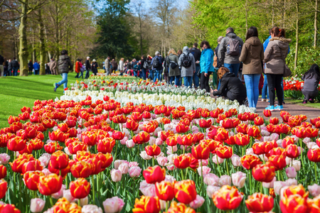 Lisse, Netherlands - April 23, 2016: Keukenhof with unidentified people. It is one of the worlds largest flower gardens. Approximately 7 million flower bulbs are planted annually in the parkのeditorial素材