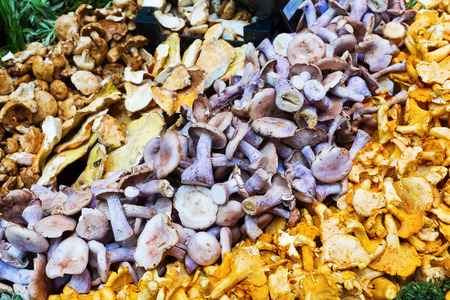 different mushrooms on the display of a farmers marketの写真素材