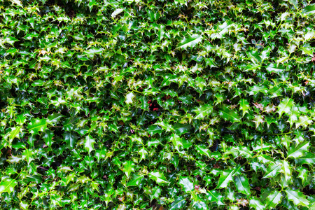 picture for background textures from green holly leavesの写真素材