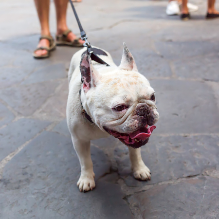 picture of a bulldog at the leash in the cityの写真素材