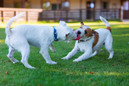 two cute Parson Russell Terrier fighting for a toy on the meadowの写真素材
