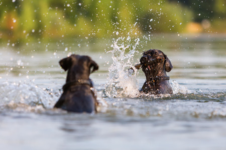 two Standard Schnauzer dogs in a lake, one with a wooden stick in the snout