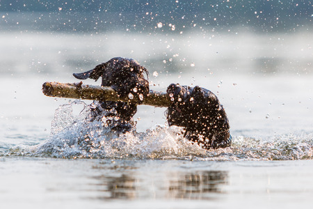 two Standard Schnauzer dogs swimming in the water with a wooden stickの写真素材