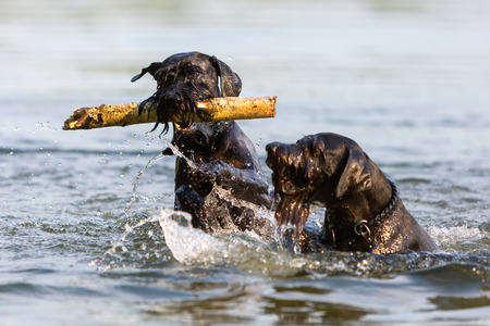 two Standard Schnauzer dogs fighting for a wooden stick in the waterの写真素材