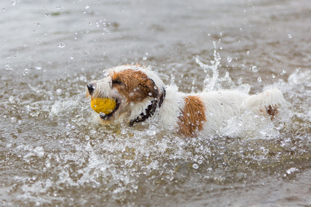 Parson Russell Terrier is playing with a ball in a riverの写真素材
