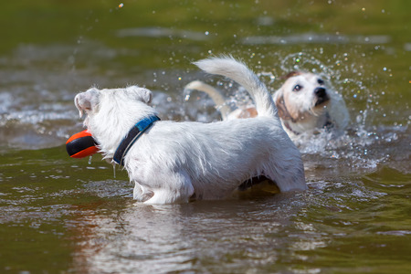 two Parson Russell Terrier are playing in a river