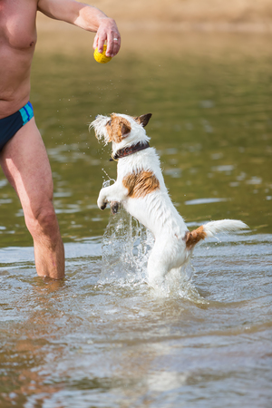 man plays with a Parson Russell Terrier dog in the riverの写真素材
