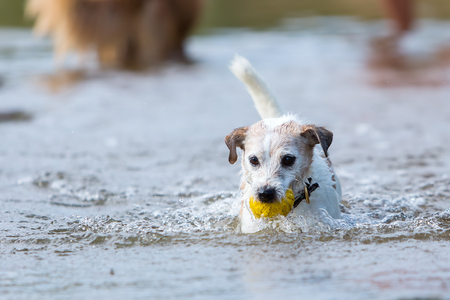 Parson Russell Terrier is retrieving a ball in the waterの写真素材